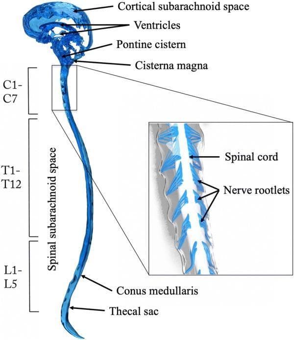 Anatomical diagram of the human cerebrospinal fluid (CSF) system, illustrating the continuous pathway between the intracranial and spinal compartments. The illustration highlights the brain's ventricles, the cortical subarachnoid space, and key basal cisterns including the pontine cistern and cisterna magna. The CSF pathway extends inferiorly into the spinal subarachnoid space (SSS), which is mapped along the vertebral levels: cervical (C1-C7), thoracic (T1-T12), and lumbar (L1-L5). Distal spinal structures identified include the conus medullaris and the thecal sac. A magnified inset provides a detailed view of the SSS, showing the central spinal cord and the lateral emergence of nerve rootlets within the fluid-filled space. This diagram serves as a physiological model for understanding CSF hydrodynamics and the anatomical relationship between the central nervous system and its protective fluid environment, suitable for neurology and neuroanatomy education.