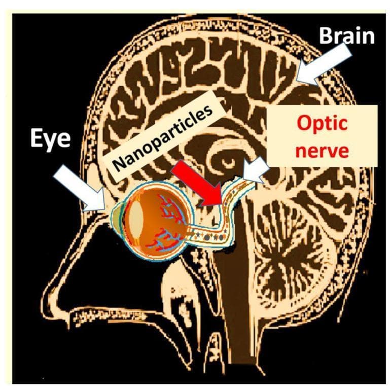This medical illustration depicts a sagittal view of the human head and brain, functioning as a pathophysiology diagram to demonstrate the translocation of nanoparticles. The diagram highlights a specific anatomical pathway starting from the eye, where external particles enter the ocular surface and tear ducts. The nanoparticles (represented by small circular icons) are shown moving posteriorly through the eyeball and into the optic nerve. A prominent red arrow indicates the directional flow from the posterior segment of the eye along the optic nerve towards the central nervous system. The final destination is labeled as the brain, illustrating the potential for systemic exposure and neuroinflammation via eye-to-brain pathways. The diagram serves an educational purpose for environmental toxicology and pharmacology by emphasizing how nanoparticles can bypass blood-brain barriers through cranial nerve routes. Key anatomical structures labeled include the eye, optic nerve, and brain, set against a high-contrast cross-sectional background of cranial anatomy.