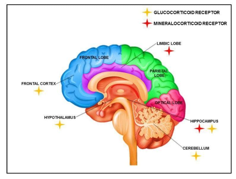This medical anatomical diagram provides an educational overview of the distribution of glucocorticoid receptors (GR) and mineralocorticoid receptors (MR) in a sagittal section of the human brain. The illustration uses color-coded regions to delineate neuroanatomical structures: the frontal lobe and frontal cortex are shades of blue, the parietal and limbic lobes are green, and the occipital (labeled 'optical') lobe is pink. Subcortical structures including the hypothalamus, hippocampus, cerebellum, and brainstem are also clearly depicted. Using a symbolic key, the diagram identifies specific locations of corticosteroid receptors. Glucocorticoid receptors (GR), denoted by yellow star icons, are shown in the frontal cortex, hypothalamus, cerebellum, and hippocampus. Mineralocorticoid receptors (MR), denoted by red plus-sign icons, are localized to the limbic lobe and the hippocampus. Notably, the hippocampus is illustrated as a primary site where both receptor types co-exist. This visual aid is designed to demonstrate the neuroanatomical basis of the stress response and the differential signaling pathways of corticosteroids in the central nervous system, serving as an educational resource for neurobiology and endocrinology.