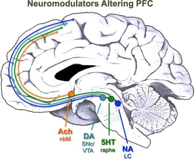 This medical illustration presents a midsagittal view of the human brain, serving as a neuroanatomical diagram of neuromodulator pathways. It identifies the origin and axonal projection routes of four key neurotransmitter systems to the prefrontal cortex (PFC). Visible anatomical landmarks include the cerebral cortex with prominent sulci and gyri, the C-shaped corpus callosum, the brainstem, and the cerebellum. The diagram uses color-coded circles to mark cell body locations and matching curved arrows to illustrate projection pathways. Starting anteriorly, the orange pathway represents Acetylcholine (Ach) from the nucleus basalis of Meynert (nbM). Within the brainstem, a light blue circle denotes Dopamine (DA) from the substantia nigra pars compacta (SNc) and ventral tegmental area (VTA); a green circle indicates Serotonin (5HT) from the dorsal raphe; and a dark blue circle signifies Noradrenaline (NA) from the locus coeruleus (LC). The illustration highlights the clinical significance of these long-range projections in modulating the PFC, which is essential for working memory, attention, and executive function.