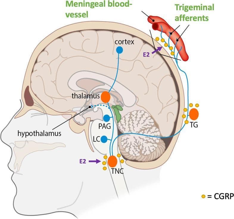 This pathophysiology diagram illustrates the human trigeminovascular system and its activation during a migraine attack. Presented in a sagittal cross-section of the head, the diagram highlights key anatomical structures including the meningeal blood vessels, cerebral cortex, thalamus, hypothalamus, and brainstem components such as the periaqueductal gray (PAG), locus coeruleus (LC), and trigeminal nucleus caudalis (TNC). The trigeminal ganglion (TG) is shown as a peripheral relay point. The diagram emphasizes the role of Calcitonin Gene-Related Peptide (CGRP), represented by yellow icons, localized at the meningeal vessels, TG, and TNC, indicating its role in neurotransmission and vasodilation. Purple arrows denote the influence of estradiol (E2) on CGRP release at the level of the TNC and the trigeminal afferents. Blue lines trace the ascending and descending pathways between these centers, demonstrating the functional connectivity involved in headache phase signaling. This visual is designed for medical education regarding migraine pathophysiology and the neuro-hormonal modulation of the trigeminal system.
