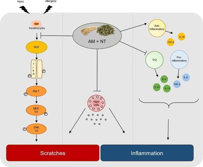 A pathophysiology diagram illustrating the therapeutic mechanism of an herbal mixture (AM + NT) on Allergic Contact Dermatitis (ACD). The diagram is divided into three functional pathways: pruritus (scratches), cellular infiltration, and cytokine regulation. The pruritus pathway shows injury and allergens activating keratinocytes, which release Nerve Growth Factor (NGF). This triggers the TrkA/Raf-1/MEK 1/2/ERK 1/2 phosphorylation cascade, leading to scratching behavior. The central section depicts the herbal mixture inhibiting mast cell activation and subsequent degranulation. The right section illustrates the regulation of the inflammatory response: promoting anti-inflammatory mediators (IL-10, TGF-β) while inhibiting Th2-specific cytokines (IL-4, IL-13, IL-31) and pro-inflammatory markers (IL-6, TNF-α). The overall summary demonstrates how the treatment modulates these molecular pathways to ameliorate skin inflammation and pruritus in dermatological conditions.