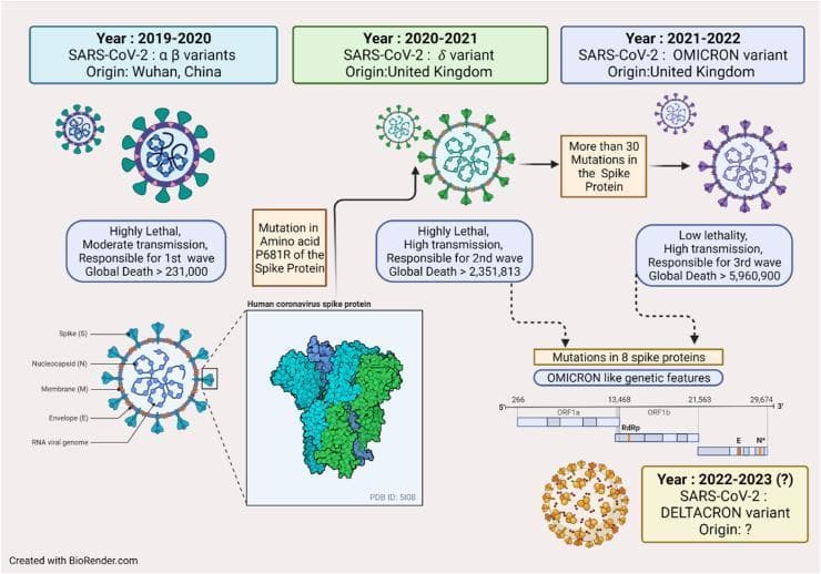 Educational infographic detailing the chronological evolution and pathophysiology of SARS-CoV-2 variants from 2019 to 2023. The diagram illustrates three main stages: the Alpha/Beta variants (2019-2020), the Delta variant (2020-2021) characterized by the P681R spike protein mutation, and the Omicron variant (2021-2022) featuring over 30 mutations in the spike protein. A cross-sectional anatomical diagram of the virion labels the Spike (S), Nucleocapsid (N), Membrane (M), Envelope (E), and RNA viral genome. A molecular inset displays the 3D structure of the human coronavirus spike protein (PDB ID: 5I08). The graphic compares clinical outcomes across variants, noting shifts from 'highly lethal' with moderate transmission in early waves to 'low lethality' with high transmission in the Omicron wave. A genomic map at the bottom shows the ORF1a, ORF1b, RdRp, E, and N gene regions. The infographic concludes with the hypothetical emergence of 'Deltacron' (2022-2023), combining Delta and Omicron features. The content targets medical students and researchers studying viral mutation, pathogenesis, and infectious disease epidemiology.