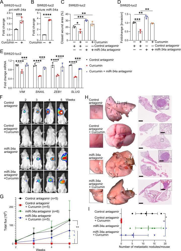 This composite educational graphic illustrates the molecular and physiological effects of curcumin on colorectal cancer (CRC) metastasis using SW620-Luc2 cell models. Panels A-E present quantitative data including qPCR results showing upregulation of pri-miR-34a and mature miR-34a by curcumin, and bar graphs demonstrating inhibition of cell migration (wound healing), invasion (Boyden chamber), and Epithelial-Mesenchymal Transition (EMT) markers like Vimentin, SNAIL, and ZEB1. Panels F-I provide clinical-level evidence through animal xenografting. Panel F shows longitudinal bioluminescence imaging (BLI) of NOD/SCID mice over five weeks, where luciferase signals indicate the progression of lung metastases. The signal is nearly abolished in the curcumin-treated group but partially restored when miR-34a is inhibited with antagomirs. Panel H contains gross anatomical photographs of resected murine lungs alongside corresponding H&E-stained histopathology sections. Black arrows and magnified inserts highlight metastatic tumor nodules. Panel I provides statistical quantification of these nodules, establishing a clear link between curcumin treatment, miR-34a induction, and the suppression of metastatic colorectal cancer progression.