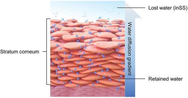 This medical pathophysiology diagram provides a schematic representation of the stratum corneum and the mechanisms of skin hydration. The stratum corneum is depicted as a series of stacked, flattened, pinkish-orange corneocytes arranged in a 'bricks-and-mortar' fashion to form the primary epidermal barrier. Small blue spheres represent water molecules, illustrating the concept of insensible sweat (inSS). At the base of the stratum corneum, adjacent to the deeper epidermis, there is a high concentration of spheres labeled 'Retained water.' A blue vertical arrow on the right side, labeled 'Water diffusion gradient,' indicates the upward movement of water. The concentration of water molecules decreases as they move toward the surface, where they are labeled as 'Lost water (inSS)' as they evaporate into the environment. The diagram highlights the semipermeable nature of the skin barrier and the physiological process of transepidermal water loss, essential for understanding dermatological health, barrier function, and skin hydration maintenance.