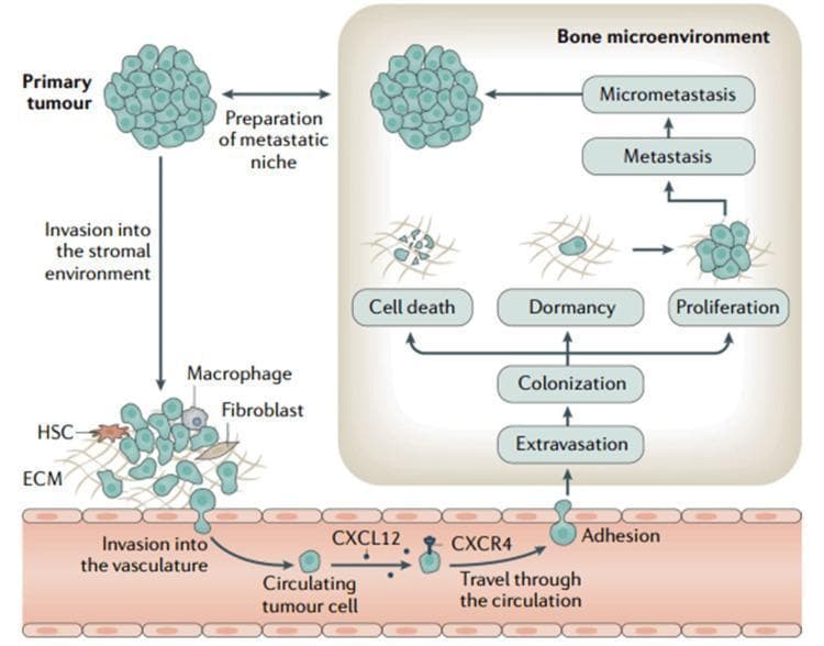 This pathophysiology diagram illustrates the multi-step process of cancer cell metastasis from a primary tumor to the bone microenvironment. The metastatic cascade begins with the 'Primary tumour' and the 'Preparation of metastatic niche'. It progresses to 'Invasion into the stromal environment', where cancer cells interact with the extracellular matrix (ECM), macrophages, fibroblasts, and hematopoietic stem cells (HSCs). This is followed by 'Invasion into the vasculature'. Once inside a blood vessel, a 'Circulating tumour cell' undergoes 'Travel through the circulation', mediated by the CXCL12/CXCR4 signaling pathway. The diagram shows the subsequent stages of 'Adhesion' to the vessel wall and 'Extravasation' into the 'Bone microenvironment'. Within this new niche, 'Colonization' occurs, leading to three possible outcomes for the tumor cells: 'Cell death', 'Dormancy', or 'Proliferation'. Proliferation eventually leads to 'Metastasis' and the formation of 'Micrometastasis'. The illustration effectively demonstrates the complex interactions between tumor cells and the systemic environment during disease progression.