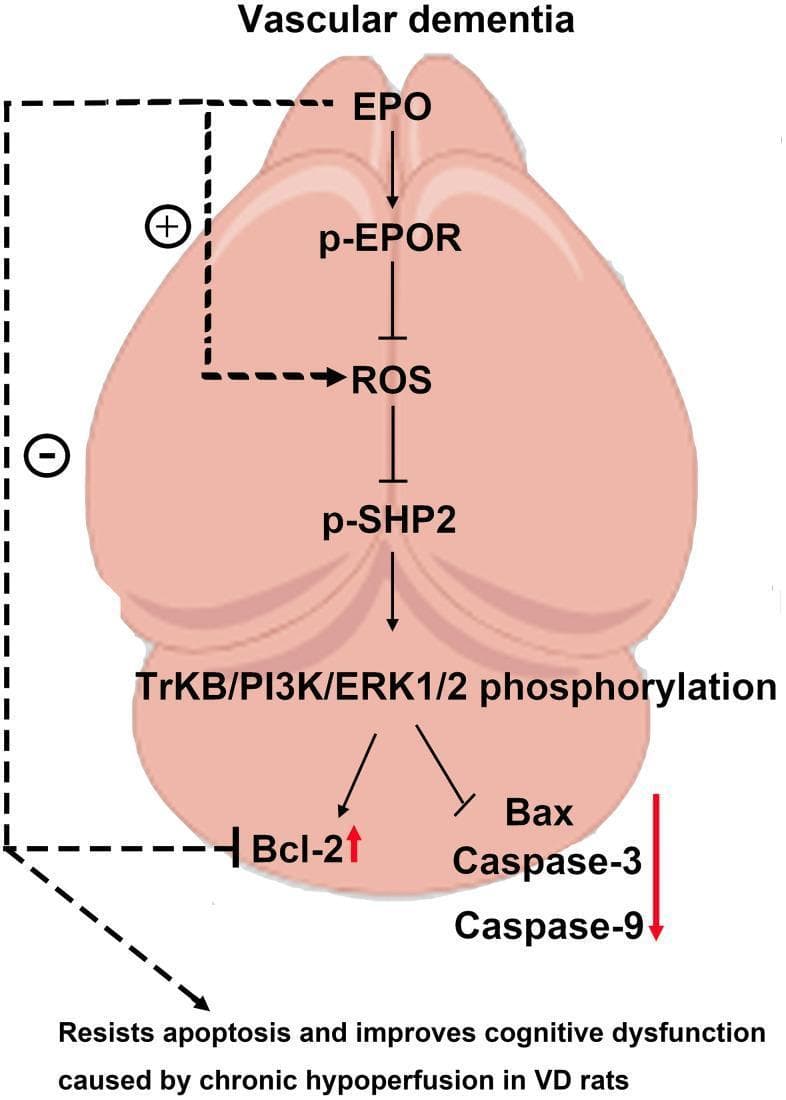 A pathophysiology diagram illustrating the molecular signaling pathway of Erythropoietin (EPO) in the context of vascular dementia (VD). The diagram is set against a stylized background of the brain, specifically the hippocampus. The pathway begins with EPO activating p-EPOR (phosphorylated erythropoietin receptor), which subsequently inhibits reactive oxygen species (ROS). The reduction in ROS leads to the activation of p-SHP2, which further triggers the phosphorylation of the BDNF/TrKB/PI3K/ERK1/2 axis. This signaling cascade results in downstream anti-apoptotic effects: an up-regulation of the anti-apoptotic protein Bcl-2 (indicated by a red upward arrow) and a down-regulation/inhibition of pro-apoptotic factors Bax, Caspase-3, and Caspase-9 (indicated by a red downward arrow). The final outcome of this mechanism is described as resisting apoptosis and improving cognitive dysfunction caused by chronic hypoperfusion. This visual resource is intended for educational purposes regarding neuroprotection and the therapeutic potential of EPO in neurodegenerative conditions.