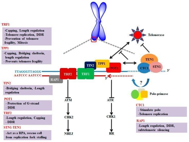 A molecular biology schematic illustrating the shelterin and CST complexes at the human telomere. The diagram depicts double-stranded telomeric DNA with hexameric repeats (TTAGGG/AATCCC). The shelterin complex is shown anchored by TRF1 and TRF2, which are bridged by TIN2 to the TPP1-POT1 subcomplex. POT1 interacts with the single-stranded 3' G-overhang. Key downstream signaling pathways are indicated: TRF2 inhibits the ATM-CHK2-NHEJ pathway, while POT1 inhibits the ATR-CHK1-HR pathway, both preventing DNA damage responses (DDR) at chromosome ends. The CST complex (CTC1, STN1, TEN1) is shown interacting with the 3' end, telomerase, and DNA polymerase alpha-primase (Polα-primase). Interaction arrows demonstrate telomerase recruitment by TPP1/POT1 and regulation of Polα-primase by the CST complex for C-strand fill-in synthesis. Accompanying text boxes summarize the functional roles of each protein in capping, length regulation, and telomere protection.