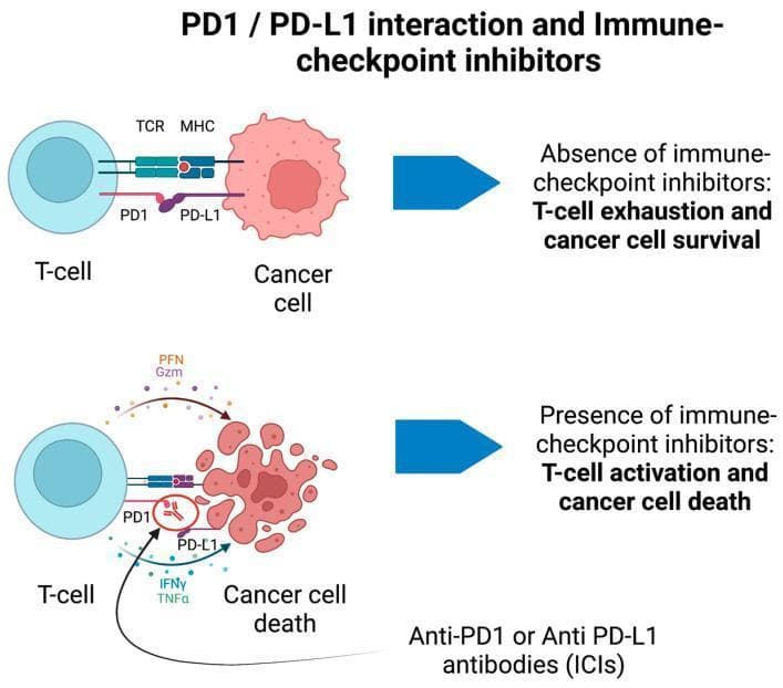 A pathophysiology diagram illustrating the mechanism of immune checkpoint inhibitors (ICIs) in cancer immunotherapy, specifically focusing on the PD1/PD-L1 pathway. The diagram is split into two comparative scenarios. The top section depicts the 'Absence of immune-checkpoint inhibitors,' where a T-cell's PD1 receptor binds to a cancer cell's PD-L1 receptor. Despite TCR-MHC engagement, this inhibitory binding leads to T-cell exhaustion and cancer cell survival. The bottom section depicts the 'Presence of immune-checkpoint inhibitors,' where anti-PD1 or anti-PD-L1 antibodies (ICIs) block the PD1/PD-L1 interaction (represented by a red 'no' symbol). This blockade results in T-cell activation, evidenced by the release of effector molecules like Perforin (PFN), Granzyme (Gzm), Interferon-gamma (IFNy), and Tumor Necrosis Factor-alpha (TNFa). The consequence is visualized as 'Cancer cell death,' shown by the fragmentation and lysis of the cancer cell. The diagram serves as an educational tool for oncology and immunology, explaining how checkpoint blockade restores the cytotoxic antitumor response.