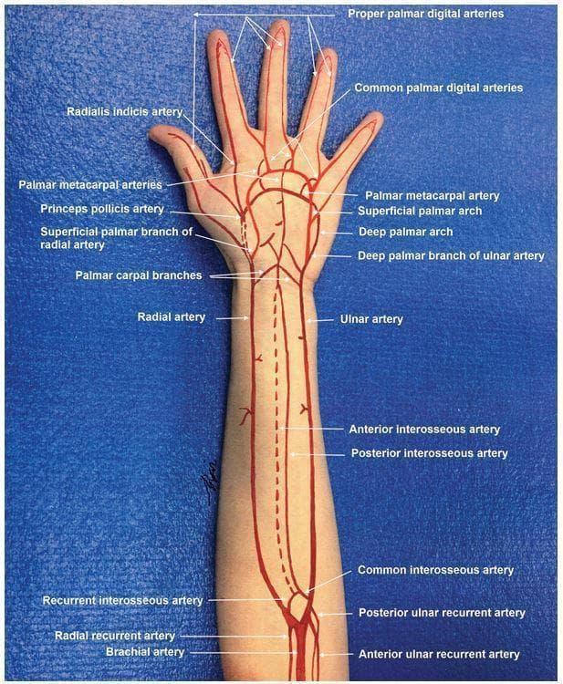 Anatomical diagram superimposed on a photograph of a human arm, illustrating the arterial circulation from the distal humerus to the fingertips. The brachial artery is shown bifurcating into the radial and ulnar arteries. Key forearm vessels are labeled, including the radial and ulnar recurrent arteries, common interosseous artery, and the anterior and posterior interosseous arteries. In the hand, the illustration details the complex vascular anastomoses: the superficial palmar arch (primarily from the ulnar artery) and the deep palmar arch (primarily from the radial artery). Specific terminal branches are identified, such as the princeps pollicis artery, radialis indicis artery, palmar metacarpal arteries, common palmar digital arteries, and proper palmar digital arteries supplying each digit. This educational graphic serves as a guide for understanding upper extremity vascular anatomy, essential for surgical planning, trauma assessment, and performing procedures like the Allen's test.