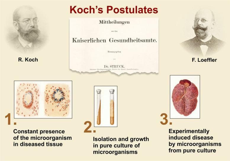This educational medical infographic outlines the original scientific framework of Koch's Postulates, historically used to establish the causative relationship between a microbe and a disease. The graphic includes portraits of Robert Koch and Friedrich Loeffler flanking a historical document from the Kaiserlichen Gesundheitsamte. The three primary steps are illustrated through combined diagnostic and illustrative images: (1) Pathophysiology Diagrams showing histological sections of diseased tissue with and without microorganisms, illustrating their constant presence in lesions; (2) Clinical Imaging of microbiological test tubes showing the isolation and growth of microorganisms in pure agar-based culture; and (3) A Clinical Illustration of a diseased organ (likely a lung or liver) demonstrating pathology—specifically mottled, reddish lesions—consistent with an experimentally induced disease after inoculation with the pure culture. This infographic serves as a fundamental resource for understanding microbiology, infectious disease etiology, and medical history, specifically relating to Mycobacterium tuberculosis and the development of germ theory.