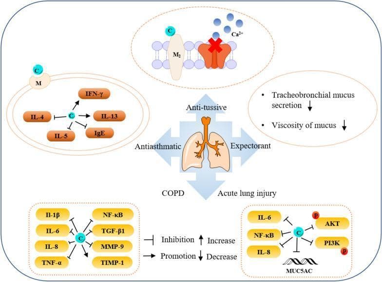 A pathophysiology diagram illustrating the multi-targeted action mechanism of chemical components (represented by 'C') from Fritillaria species on respiratory diseases. The central graphic features a lung illustration surrounded by four therapeutic objectives: anti-tussive, antiasthmatic, expectorant, and treatment of COPD/Acute Lung Injury. At the top, 'C' is shown interacting with the M2 receptor and blocking calcium ion (Ca2+) channels on a cell membrane. To the right, the diagram indicates clinical effects including decreased tracheobronchial mucus secretion and decreased mucus viscosity. The left section depicts cytokine modulation where 'C' inhibits IL-4, IL-5, and IgE while promoting IFN-γ and IL-13. The bottom sections focus on anti-inflammatory pathways: in COPD, 'C' inhibits pro-inflammatory markers IL-1β, IL-6, IL-8, TNF-α, NF-κB, TGF-β1, and MMP-9, while promoting the protease inhibitor TIMP-1. In Acute Lung Injury, 'C' inhibits IL-6, NF-κB, IL-8, and the phosphorylation of AKT and PI3K, leading to decreased MUC5AC expression. The diagram utilizes standard symbols for inhibition (T-bar) and promotion (arrowhead).