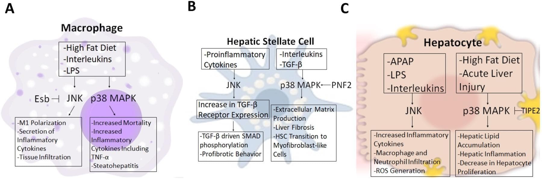 A pathophysiology diagram illustrating Mitogen-Activated Protein Kinase (MAPK) signaling pathways—specifically JNK and p38 MAPK—across three liver cell types involved in hepatic injury and inflammation. Panel A (Macrophage) shows that High Fat Diet (HFD), Interleukins, and LPS trigger JNK-driven M1 polarization and cytokine secretion, while p38 MAPK activation leads to increased TNF-α and steatohepatitis. Panel B (Hepatic Stellate Cell) depicts proinflammatory cytokines activating JNK to increase TGF-β receptor expression and SMAD phosphorylation, promoting profibrotic behavior. Concurrently, p38 MAPK (modulated by PNF2) drives extracellular matrix production and transition to myofibroblast-like cells. Panel C (Hepatocyte) illustrates JNK activation by APAP, LPS, and Interleukins causing inflammatory cytokine production and ROS generation. p38 MAPK activation in hepatocytes, influenced by TIPE2, stimulates lipid accumulation and inhibits cell proliferation. The diagram demonstrates the distinct roles of these signaling cascades in liver fibrosis, steatosis, and the inflammatory response.