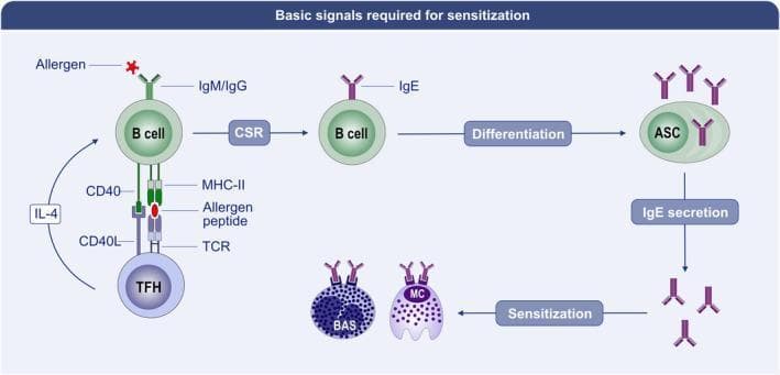 This pathophysiology diagram illustrates the cellular and molecular sequence of events leading to allergic sensitization. The process begins with an allergen binding to a B cell receptor (IgM/IgG). The B cell acts as an antigen-presenting cell, displaying allergen peptides via MHC-II to a T follicular helper (TFH) cell's T cell receptor (TCR). This interaction is mediated by costimulation between CD40 on the B cell and CD40L on the TFH cell, alongside TFH secretion of Interleukin-4 (IL-4). These signals trigger class-switch recombination (CSR), causing the B cell to switch to IgE production. The IgE-switched B cell then undergoes differentiation into an IgE antibody-secreting cell (ASC). Secreted IgE antibodies circulate and bind to high-affinity IgE receptors (FcεRI) on the surface of basophils (BAS) and mast cells (MC). This binding, termed sensitization, primes these effector cells for future degranulation upon re-exposure to the specific allergen. The diagram highlights the critical role of T-B cell cross-talk in the pathogenesis of Type I hypersensitivity.