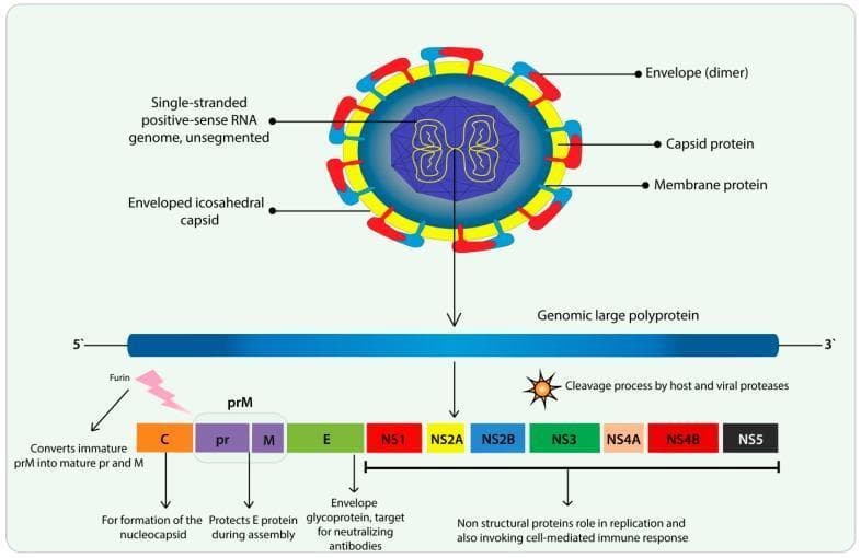 This medical illustration details the structure and genomic organization of the Zika virus (ZIKV). The upper section features a cross-sectional diagram of the virion, depicting an enveloped icosahedral capsid containing a single-stranded, unsegmented positive-sense RNA genome. Key components include the surface envelope protein dimers, the underlying membrane protein, and the internal capsid protein. The lower section illustrates the viral life cycle's translation phase, showing the genomic large polyprotein (5' to 3'). It demonstrates the cleavage process by host and viral proteases into specific structural and non-structural proteins. The structural segment includes Capsid (C), precursor Membrane (prM), and Envelope (E) proteins. The maturation of prM into pr and M by the Furin protease is specifically highlighted. Seven non-structural proteins (NS1, NS2A, NS2B, NS3, NS4A, NS4B, and NS5) are shown, which are critical for viral replication and the host cell-mediated immune response. This diagram serves as an educational resource for understanding Flaviviridae virology, protein synthesis, and potential targets for neutralizing antibodies.