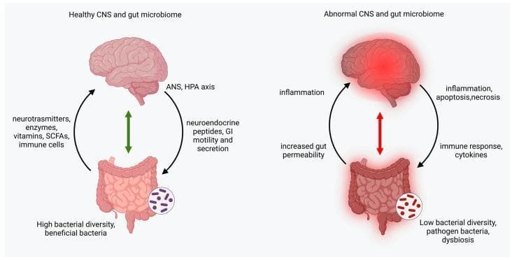 A pathophysiology diagram illustrating the bidirectional gut-brain axis in healthy versus abnormal states. The left side, 'Healthy CNS and gut microbiome,' depicts a standard anatomical brain and gut connected by a green bidirectional arrow. Communication involves neurotransmitters, enzymes, vitamins, short-chain fatty acids (SCFAs), and immune cells traveling from the gut to the brain, while neuroendocrine peptides, GI motility, and secretion signals move from the brain to the gut, mediated by the autonomic nervous system (ANS) and hypothalamic-pituitary-adrenal (HPA) axis. The gut displays high bacterial diversity with beneficial microbes. The right side, 'Abnormal CNS and gut microbiome,' shows the brain and gut with a red inflammatory glow, connected by a red bidirectional arrow signaling dysregulation. Key pathological features include inflammation, apoptosis, and necrosis in the brain, and increased gut permeability, immune responses, and cytokines in the gastrointestinal tract. The microbiome shows low diversity, pathogenic bacteria, and dysbiosis. This infographic highlights the role of the gut-brain axis in systemic inflammation and neurological health.