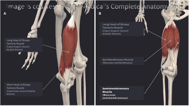 This 3D anatomical diagram illustrates the musculature of the posterior thigh, specifically focusing on the hamstring group of the left leg. The content is presented in two labeled views. Panel A shows a posterolateral perspective, highlighting the Long Head of the Biceps Femoris as the most superficial lateral muscle, with the Short Head of the Biceps Femoris situated deep and distal to it. Panel B provides a posteromedial perspective, demonstrating the medial hamstring components: the Semitendinosus and the deeper, broader Semimembranosus. The diagrams utilize high-fidelity renderings to show muscle morphology, fiber orientation, and proximal origins near the ischial tuberosity of the pelvis. Key anatomical structures are explicitly labeled with both English and Latin terminology. The image serves as an educational resource for studying lower limb anatomy, specifically the spatial relationships, layers, and compartmentalization of the posterior femoral muscles relevant to sports medicine and physical therapy.