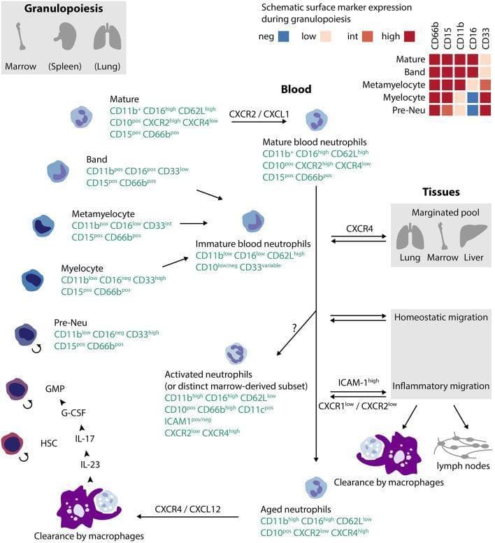 This pathophysiology diagram illustrates the lifecycle of human neutrophils, from granulopoiesis in the bone marrow to blood circulation and tissue clearance. The diagram details the progression from Hematopoietic Stem Cells (HSC) and Granulocyte-Monocyte Progenitors (GMP) through maturation stages including pre-Neu, myelocyte, metamyelocyte, and band cells to mature neutrophils. Key surface marker profiles are provided for each stage, highlighting the dynamic expression of CD11b, CD16, CD10, CD33, and CD62L. A heatmap indicates the transition of CD66b, CD15, CD11b, CD16, and CD33 expression levels during differentiation. In the blood compartment, the diagram distinguishes between mature, immature, activated, and aged neutrophils, noting chemotactic receptors like CXCR2 (mobilization) and CXCR4 (homing/aging). The right side of the infographic shows neutrophil fates: margination in the lung, marrow, and liver; homeostatic tissue migration; and inflammatory migration mediated by ICAM-1. The lifecycle concludes with clearance by macrophages in the tissues or bone marrow, providing a comprehensive overview of neutrophil ontogeny, heterogeneity, and functional trafficking.