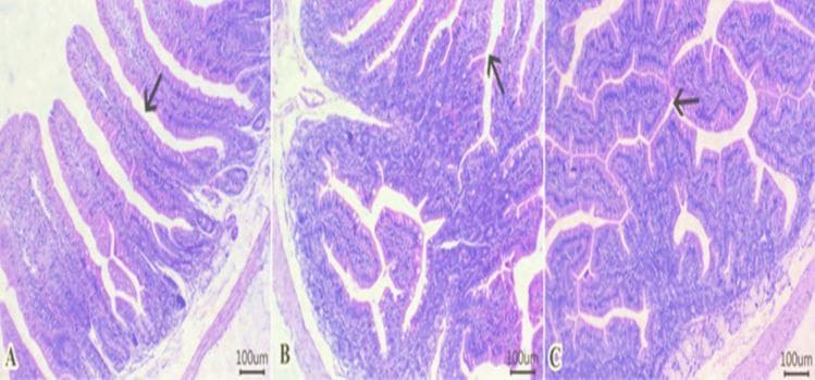 This figure presents three comparative photomicrographs (A, B, and C) of H&E-stained sections of the small intestine (duodenum) at 100 µm scale. The images illustrate histological variations in intestinal morphology under different experimental conditions. Panel A displays a control section with standard histological architecture, including columnar epithelial-lined villi, lamina propria, and a distinct submucosal layer containing Brunner's glands, muscularis, and serosa. Panels B and C demonstrate dose-dependent histological adaptations, characterized by a significant increase in villous height and a higher frequency of branching villi compared to the control. The villous epithelium in these treated groups appears more elongated and complex. This comparison is used to evaluate the impact of dietary additives on mucosal surface area and intestinal health, focusing on parameters such as villus morphometry and epithelial branching, which are critical for assessing nutrient absorption capacity in gastrointestinal studies.