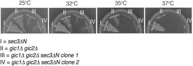 A comparison chart consisting of four clinical microbiology photographs showing yeast culture growth on YPD agar plates at different temperatures: 25°C, 32°C, 35°C, and 37°C. Each plate displays four different strains of Saccharomyces cerevisiae (labeled I-IV) via a streak-plate method to evaluate synthetic growth defects and temperature sensitivity. Strain I (sec3∆N single mutant) shows robust, consistent growth across all temperatures. Strain II (gic1∆ gic2∆ double mutant) demonstrates normal growth at 25°C but displays a progressive reduction in colony density as temperature increases, with minimal viability at 37°C. Strains III and IV (two independent clones of the sec3∆N gic1∆ gic2∆ triple mutant) exhibit a severe synthetic growth defect, characterized by significantly reduced colony density at 25°C and a complete loss of viability at temperatures of 32°C and above. This diagnostic image illustrates the essential parallel roles of Sec3 and Gic proteins in maintaining cell viability and polarized secretion, particularly under thermal stress.