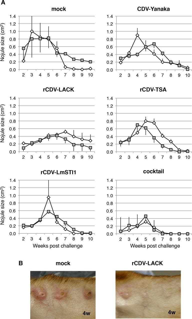 This figure demonstrates the protective efficacy of recombinant canine distemper virus (rCDV) vaccines against Leishmania major challenge in a canine model. Panel A consists of six line graphs plotting nodule size (cm²) over a 10-week post-challenge period across different vaccine groups: mock, CDV-Yanaka, rCDV-LACK, rCDV-TSA, rCDV-LmSTI1, and a cocktail vaccine. The mock group shows rapid nodule growth peaking between weeks 3–5, while the rCDV-LACK and cocktail groups demonstrate significant suppression of nodule development, with the cocktail group showing the fastest resolution. Panel B presents clinical photographs of canine ears at 4 weeks post-challenge. The mock-immunized dog exhibits multiple large, raised, inflamed, and centrally ulcerated nodules (crater-like lesions) typical of cutaneous leishmaniasis. In contrast, the rCDV-LACK-immunized dog shows significantly smaller, non-ulcerated, and less inflamed nodules. This comparison illustrates the immunogenic effect of LACK-expressing viral vectors in reducing clinical disease severity in cutaneous leishmaniasis models.