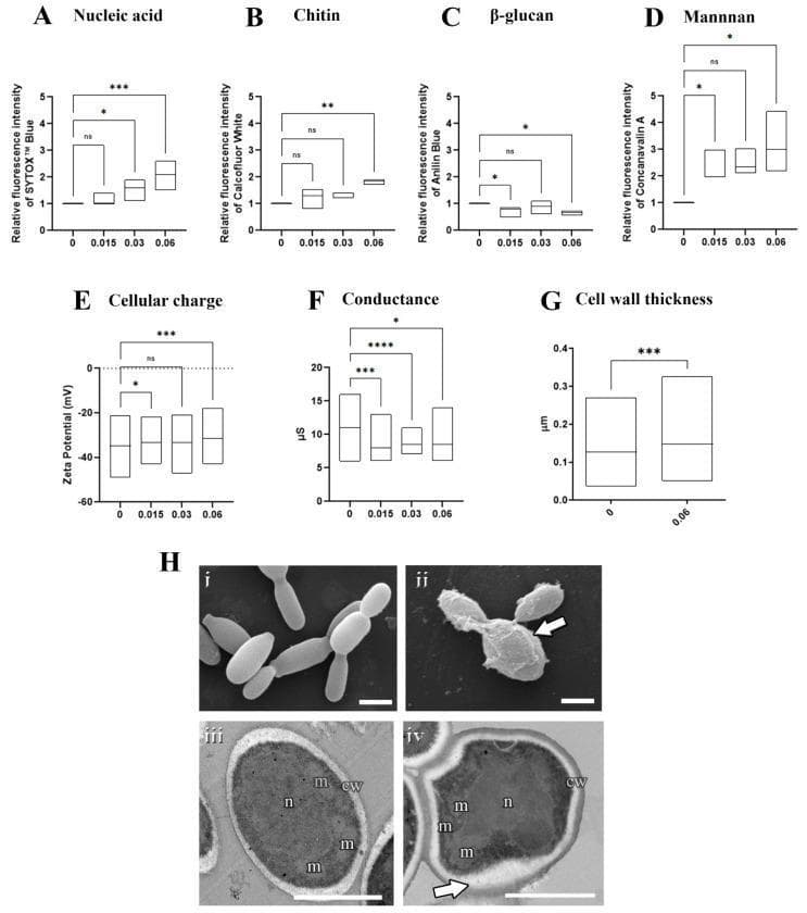 This composite educational image illustrates the effects of the antifungal agent olorofim on the pathogenic yeast Sporothrix brasiliensis. The upper panels (A–G) consist of box-and-whisker plots showing dose-dependent changes in cellular composition and physiological properties across olorofim concentrations (0 to 0.06 µM). Key findings include significant increases in nucleic acid accumulation (A), chitin (B), mannan (D), and cell wall thickness (G), alongside decreases in β-glucan (C), electronegativity (E), and conductance (F). Panel H provides visual confirmation via electron microscopy. Scanning electron microscopy (SEM) compares healthy, elongated untreated yeasts (Hi) with treated cells exhibiting granular surface alterations and compromised wall integrity (Hii, arrow). Transmission electron microscopy (TEM) displays untreated cells (Hiii) with distinct organelles—nucleus (n) and mitochondria (m)—and a thin cell wall (cw). Treated cells (Hiv) exhibit an amorphous shape and significant cell wall remodeling, characterized by increased thickness and an electron-dense modified layer (arrow). This figure serves as a diagnostic reference for understanding antifungal mechanisms of action and fungal cell wall remodeling in medical mycology.