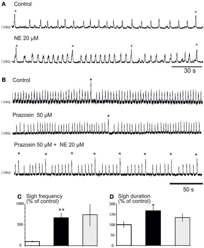This physiological data panel illustrates the noradrenergic modulation of respiratory rhythm in mouse brainstem slices, focusing on the pre-Bötzinger Complex (preBötC). Panels A and B display integrated population activity recordings (∫VRG) showing two distinct patterns: low-amplitude 'fictive eupneic' bursts and high-amplitude 'fictive sighs' (marked by asterisks).
In Panel A, norepinephrine (NE, 20 μM) increases the frequency of both eupneic and sigh-like activity. Panel B demonstrates that the α1-adrenergic receptor antagonist prazosin (50 μM) selectively abolishes the NE-induced increase in eupneic frequency but fails to block the increase in sigh frequency, which remains elevated upon NE application.
Panels C and D provide statistical histograms quantifying these effects, showing significant increases in sigh frequency and duration (expressed as percentage of control) following pharmacological intervention. The visual data supports the concept that sigh-like activity is modulated by noradrenergic pathways independent of α1-receptors, likely involving β-adrenergic mechanisms. This content is relevant for neurobiology and respiratory physiology, specifically studying central rhythmogenesis and autonomic control.