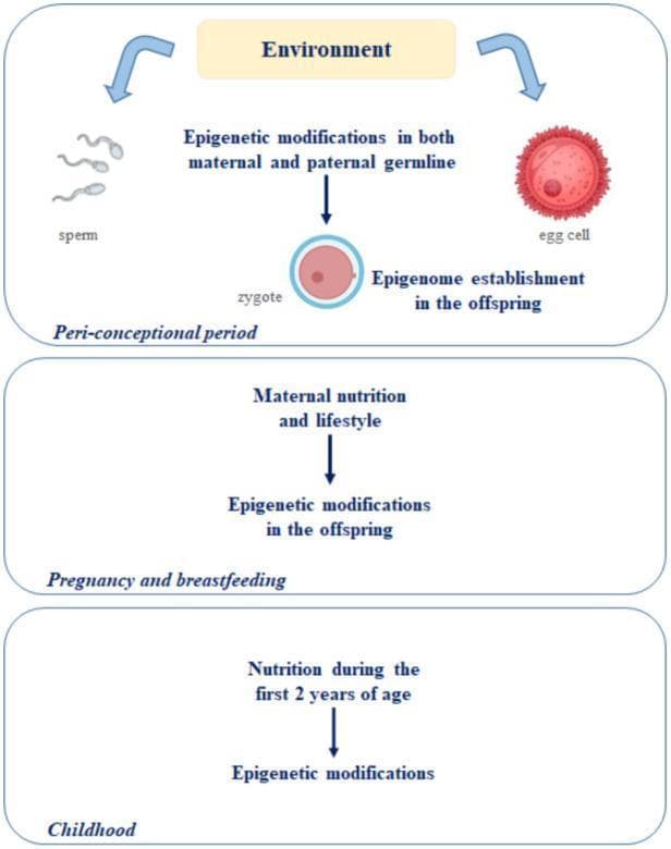 A pathophysiology diagram illustrating the 'First 1000 Days of Life' theory, highlighting the windows of epigenetic plasticity and susceptibility. The diagram is organized into three chronological stages. The 'Peri-conceptional period' shows sperm and egg cells being influenced by the environment, leading to epigenetic modifications in the maternal and paternal germlines during zygote formation. The second stage, 'Pregnancy and breastfeeding', emphasizes how maternal nutrition and lifestyle choices drive epigenetic modifications in the developing offspring. The final stage, 'Childhood', focuses on nutrition during the first 2 years of age as a key factor in continued epigenetic modification. The flowcharts use vertical pathways to demonstrate how external factors (environment and nutrition) directly influence the establishment of the epigenome from conception through early childhood development. This educational visual is designed for medical genetics and pediatrics, demonstrating the developmental origins of health and disease (DOHaD) concept.