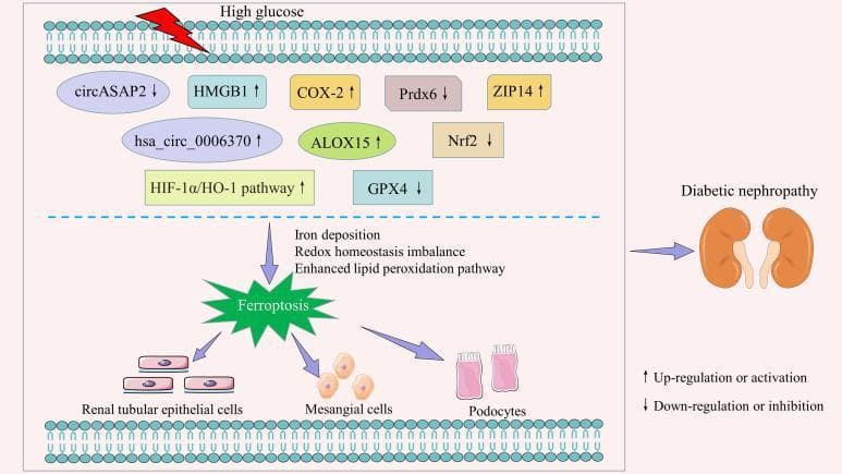 A pathophysiology diagram illustrating the signaling pathways of ferroptosis in the context of diabetic nephropathy (DN). The flowchart begins with high glucose levels triggering a cascade of intracellular changes within the renal environment. Upregulated factors (marked with ↑) include HMGB1, COX-2, ZIP14, hsa_circ_0006370, ALOX15, and the HIF-1̑/HO-1 pathway. Downregulated factors (marked with ↓) include circASAP2, Prdx6, Nrf2, and GPX4. These regulatory imbalances lead to iron deposition, redox homeostasis imbalance, and enhanced lipid peroxidation, converging on the induction of ferroptosis (represented by a central green starburst). The diagram depicts this process affecting three primary renal cell types: renal tubular epithelial cells, mesangial cells, and podocytes. The ultimate clinical outcome is represented by a diagram of human kidneys labeled as 'Diabetic nephropathy'. This educational visual summarizes how metabolic stress in diabetes promotes regulated cell death (ferroptosis) to drive chronic kidney disease progression.
