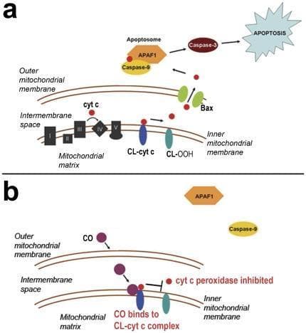 This pathophysiology diagram illustrates the mechanism of carbon monoxide (CO) mediated inhibition of the intrinsic apoptosis pathway. Panel (a) shows the standard intrinsic pathway: Cytochrome c (cyt c) functions within the mitochondrial intermembrane space, interacting with the electron transport chain (Complexes I-V) and cardiolipin (CL) on the inner mitochondrial membrane. Peroxidation of CL to hydroperoxycardiolipin (CL-OOH) facilitates cyt c release through Bax pores in the outer mitochondrial membrane. Once in the cytosol, cyt c binds with APAF1 and Caspase-9 to form the apoptosome, activating Caspase-3 and triggering apoptosis. Panel (b) depicts the inhibitory mechanism of sub-clinical CO. CO molecules diffuse across the outer membrane into the intermembrane space and bind to the cytochrome c-cardiolipin complex (CL-cyt c). This binding inhibits cyt c peroxidase activity, preventing CL oxidation and the subsequent release of cyt c into the cytosol. The diagram demonstrates how CO blocks the upstream signals required for apoptosome assembly and caspase activation, thereby suppressing programmed cell death.