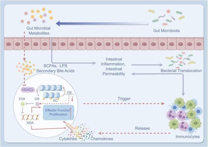 This pathophysiology diagram illustrates the role of gut dysbiosis in the development of cirrhotic ascites through the gut-liver axis. The visual is divided by a layer of intestinal barrier cells (enterocytes). Above the barrier, the 'Gut Microbiota' (depicted as rod and spiral bacteria) and 'Gut Microbial Metabolites' (yellow/orange spheres) represent the luminal environment. Arrows indicate that these metabolites, including SCFAs, LPS, and Secondary Bile Acids, penetrate the barrier due to increased 'Intestinal Inflammation' and 'Intestinal Permeability'. Below the barrier, the diagram shows 'Bacterial Translocation' leading to the activation of 'Immunocytes' (macrophages and neutrophils). These cells release cytokines and chemokines, which trigger systemic inflammation. Simultaneously, an intracellular signaling pathway is detailed, showing interactions between HDACs, oxidative stress (OS), and DNA/RNA processes leading to increased 'Effector Function Proliferation'. This complex interplay demonstrates how microbial imbalance promotes mucosal barrier failure and immune activation, contributing to the pathogenesis of liver dysfunction and ascites formation.