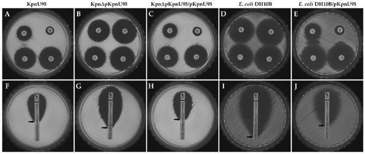 This composite diagnostic image demonstrates antimicrobial susceptibility testing (AST) results for Klebsiella pneumoniae (KpnU95) and Escherichia coli strains, illustrating the role of the pKpnU95 plasmid in conferring resistance. Panels A-E show a disk diffusion Extended-Spectrum Beta-Lactamase (ESBL) confirmation assay. Four antibiotic disks are visible on each agar plate: ceftazidime (CAZ), ceftazidime with clavulanic acid (CLA), cefotaxime (CTX), and cefotaxime with CLA. The clinical KpnU95 strain (A) and the pKpnU95-transformed strains (C, E) exhibit 'ghosting' or distortion of the inhibition zones between cephalosporins and CLA disks, positive for an ESBL phenotype. In contrast, the cured strain (B) and parent E. coli (D) show large, circular zones of inhibition indicating susceptibility. Panels F-J display Etest Minimum Inhibitory Concentration (MIC) strips for ciprofloxacin (CIP). Strains carrying the pKpnU95 plasmid (F, H, J) show a teardrop-shaped zone of inhibition that intersects the strip at higher numeric values, indicating elevated MICs and reduced susceptibility. The plasmid-free strains (G, I) show much lower intersections, signifying high susceptibility to ciprofloxacin.
