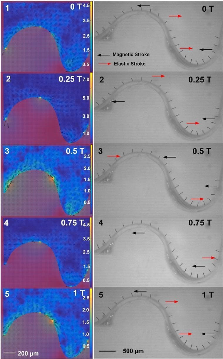 This figure illustrates the fluid mechanics and metachronal coordination of magnetic artificial cilia arrays attached to a curved, S-shaped substrate featuring both convex and concave geometries. The left column presents time-lapse snapshots of fluid velocity distribution over one actuation cycle (T), where color heatmaps represent velocity magnitude (µm/s) and vector arrows indicate flow direction. On the convex surface, magnetic strokes generate a predominantly leftward flow, while on the concave surface, the confinement induces vortex formation, specifically counterclockwise global vortices and propagating clockwise local vortices. The right column displays the corresponding cilium motion, distinguishing between 'magnetic strokes' (black arrows) and 'elastic strokes' (red arrows). The cilia exhibit metachronal coordination—coordinated wave-like movements—where the wave propagation direction depends on surface curvature. This biomedical engineering model demonstrates how surface topography can be used to control fluid transport and metachronal patterns, analogous to biological ciliary systems found in the respiratory tract or fallopian tubes.