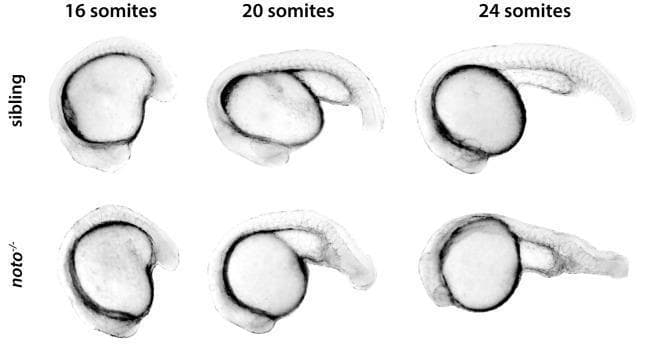 This Comparison Chart displays clinical imaging of zebrafish embryos, serving as a model for developmental biology and vertebrate morphogenesis. The image compares 'sibling' (wild-type/heterozygous) embryos to 'noto-/-' (noto mutant) embryos across three developmental milestones: 16-somite, 20-somite, and 24-somite stages. The visual highlights the morphogenetic defects associated with the lack of a functional notochord. At the 16-somite stage, siblings and noto mutants appear similar. However, by the 20-somite and 24-somite stages, a clear divergence in body axis extension is visible. The sibling embryos demonstrate normal posterior body elongation and a straightening of the body axis away from the yolk sac. In contrast, the noto-/- mutants exhibit a significantly shortened body axis and a persistent curved morphology. The tail region in mutants fails to extend properly, appearing stunted and thicker compared to the slender, elongated tails of the siblings. This comparison illustrates the essential role of the notochord and associated gene expression in driving posterior body elongation and mechanical coupling during embryonic development.