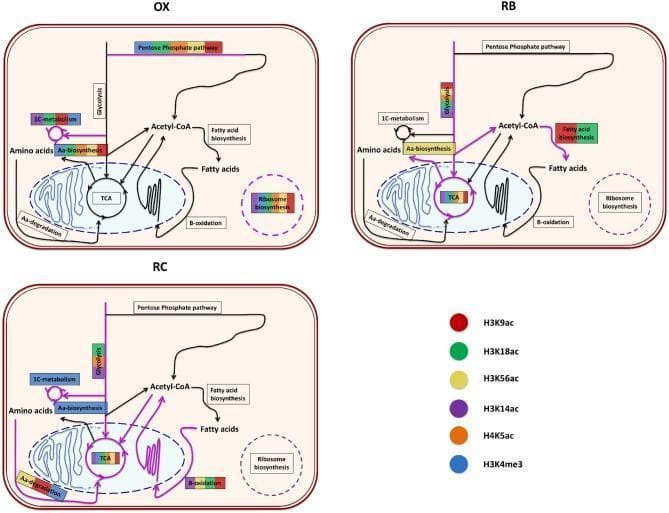 This medical pathophysiology diagram illustrates the functional enrichment of core metabolic pathways regulated by specific histone modifications across the three phases of the Yeast Metabolic Cycle (YMC): Oxidative (OX), Respiration Burst (RB), and Respiration Control (RC). Three cellular models depict pathways including the Pentose Phosphate Pathway, Glycolysis, 1C-metabolism, TCA cycle, Fatty acid biosynthesis, and Beta-oxidation, connecting the cytosol to the mitochondria and cell membrane. Color-coded horizontal bars overlying specific pathways indicate enrichment by specific epigenetic marks: H3K9ac (red), H3K18ac (green), H3K56ac (yellow), H3K14ac (purple), H4K5ac (orange), and H3K4me3 (blue). In the OX phase, enrichment is high in ribosome biosynthesis and the pentose phosphate pathway. The RB phase shows increased glycolysis and fatty acid biosynthesis regulation. The RC phase demonstrates a shift toward amino acid degradation and beta-oxidation. This visualization demonstrates how chromatin modifications coordinate gene expression to drive metabolic transitions during different cellular respiratory states.