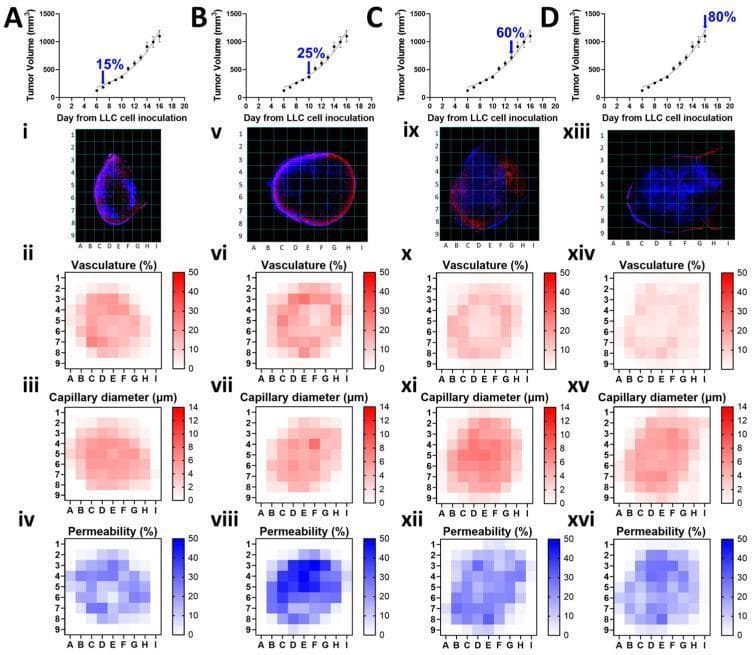 This composite panel illustrates the spatiotemporal evolution of tumor microenvironment parameters in a Lewis Lung Carcinoma (LLC) mouse model at four progression stages: 15% (A), 25% (B), 60% (C), and 80% (D) of total tumor growth. Each column features a tumor growth curve, a fluorescent map, and three parameter-specific heatmaps.
Fluorescent images (i, v, ix, xiii) show co-staining of cell nuclei with Hoechst 33342 (blue) and microvasculature with CD31 (red). The 25% stage demonstrates a characteristic peripheral rim of CD31 expression, while later stages show more heterogeneous, punctate staining patterns.
Heatmaps derived from grid-based quantification represent:
- Vasculature (%) (ii, vi, x, xiv): Shows high central density at 15-25% that decreases significantly at 80%, indicating possible central necrosis.
- Capillary diameter (µm) (iii, vii, xi, xv): Demonstrates relatively stable morphology with slight reductions in diameter as the tumor progresses.
- Permeability (%) (iv, viii, xii, xvi): Visualized via Hoechst distribution, showing an overall increase in permeability intensity and spatial spread as the tumor matures.
These data illustrate key hallmarks of tumor progression including angiogenesis, altered vessel morphology, and increased vascular leakage.