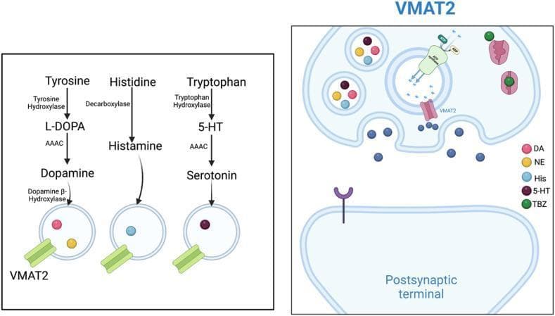 This medical illustration comprises two panels detailing the role of Vesicular Monoamine Transporter 2 (VMAT2) in neurotransmitter synthesis, storage, and release within the central nervous system. The left panel is a biochemical flowchart illustrating the metabolic pathways for three major monoamines: Dopamine (synthesized from Tyrosine via L-DOPA by Tyrosine Hydroxylase and AAAC), Histamine (from Histidine via Decarboxylase), and Serotonin/5-HT (from Tryptophan via Tryptophan Hydroxylase and AAAC). It shows VMAT2 facilitating the uptake of these neurotransmitters into storage vesicles. The right panel depicts a presynaptic terminal showing the active transport mechanism where VMAT2 utilizes an H+ gradient, generated by a vesicular ATP-synthase (V-ATPase), to sequester monoamines. The diagram illustrates neurotransmitter exocytosis into the synaptic cleft towards postsynaptic receptors and includes pharmacological modulation, showing Tetrabenazine (TBZ) as a VMAT2 inhibitor that blocks vesicular sequestration. Visual legends identify Dopamine (DA), Norepinephrine (NE), Histamine (His), and Serotonin (5-HT). This educational material focuses on neuropharmacology and synaptic physiology, suitable for medical students and neuroscience researchers.