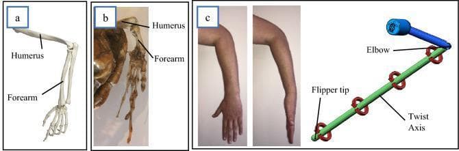 This educational graphic provides a comparative anatomical and biomechanical analysis of the upper limb, focusing on skeletal homology and rotational mechanics. Panel (a) features an anatomical diagram of the human arm skeleton, identifying the humerus and the forearm (radius and ulna). Panel (b) shows a clinical photograph of a Hawksbill sea turtle flipper skeleton, illustrating the homologous humerus and forearm structures adapted for aquatic locomotion. Panel (c) contains clinical photographs of a human arm demonstrating forearm pronation and supination, alongside a biomechanical CAD model. The human photographs show the rotational transition from a palm-forward to a palm-down position, occurring independently of humerus rotation. The adjacent CAD model illustrates this 'twist axis' between the elbow and the flipper tip, using red circular arrows to represent rotational degrees of freedom. This comparison teaches concepts of comparative anatomy, musculoskeletal kinematics, and the mechanical modeling of biological joints, specifically how the human forearm's ability to twist serves as a biological analog for sea turtle flipper hydrodynamics.