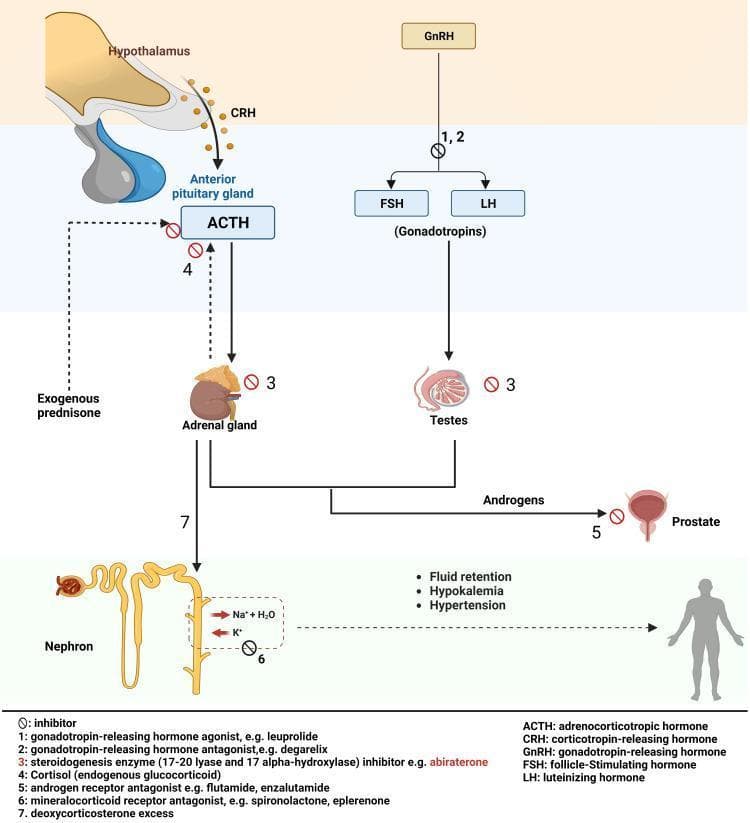 A comprehensive medical diagram illustrating the hypothalamic-pituitary-adrenal (HPA) and hypothalamic-pituitary-gonadal (HPG) axes, detailing the mechanism of action for prostate cancer pharmacotherapies. The illustration shows the hypothalamus releasing CRH and GnRH, which stimulate the anterior pituitary gland to secrete ACTH and gonadotropins (FSH/LH), respectively. These hormones target the adrenal glands and testes to produce androgens and cortisol. Key pharmacological interventions are indicated by inhibitory icons: abiraterone (inhibiting CYP17A1), exogenous prednisone (providing negative feedback to suppress ACTH), degarelix (GnRH antagonist), and androgen receptor antagonists like enzalutamide acting on the prostate. A central focus is the pathophysiology of secondary mineralocorticoid excess: the diagram traces how inhibition of steroidogenesis leads to deoxycorticosterone accumulation, affecting the nephron. Visible renal outcomes include sodium and water retention, potassium excretion (hypokalemia), and clinical hypertension. The diagram includes a legend identifying mineralocorticoid receptor antagonists (spironolactone/eplerenone) as agents used to mitigate these electrolyte imbalances.