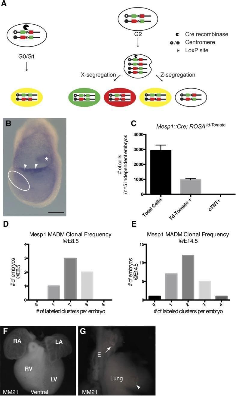 This composite educational image illustrates Mesp1Cre-mediated Mosaic Analysis with Double Markers (MADM) for studying cardiac lineage specification during embryogenesis.
Panel A presents a molecular biology diagram of the MADM system, showing how Cre-mediated interchromosomal recombination at LoxP sites during different cell cycle phases (G0/G1 or G2) leads to X-segregation (generating distinct red and green twin spots) or Z-segregation (generating colorless or yellow cells).
Panel B shows a whole-mount in situ hybridization of a mouse embryo at the late head fold stage (LHF). Dark staining indicates Cre mRNA expression in the allantois (asterisk) and allantoic membrane (arrowheads), while expression is absent in the cardiogenic mesoderm (dotted circle).
Panel C is a bar graph of FACS analysis quantifying cells in Mesp1Cre;RosaTdTomato embryos, showing that approximately one-third of total embryonic cells are Mesp1-derived.
Panels D and E are histograms comparing MADM clonal frequency at E8.5 and E14.5, demonstrating a stable distribution of labeled clusters over time.
Panels F and G provide fluorescent micrographs of an E14.5 embryo heart (F: showing RA, LA, RV, LV) and lung/esophagus (G), used for spatial mapping of these early progenitors in mature mesodermal organs.
