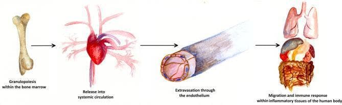 This medical illustration depicts the four primary stages of the neutrophil lifecycle using a linear progression diagram. Starting from the left, the first stage is 'Granulopoiesis within the bone marrow,' represented by an illustration of a long bone where neutrophil production occurs. An arrow leads to the second stage, 'Release into systemic circulation,' symbolized by an anatomical heart with branching vasculature. The third stage, 'Extravasation through the endothelium,' displays a detailed cross-sectional view of a postcapillary venule, showing the endothelial lining and the process of leukocytes exiting the vessel into the interstitium. The final stage on the right, 'Migration and immune response within inflammatory tissues of the human body,' illustrates various target organs, including the lungs, liver, and intestines, where neutrophils perform innate immune functions such as phagocytosis and chemotaxis. The illustration serves as an educational summary of hematopoiesis, vascular transit, and the localized inflammatory response.