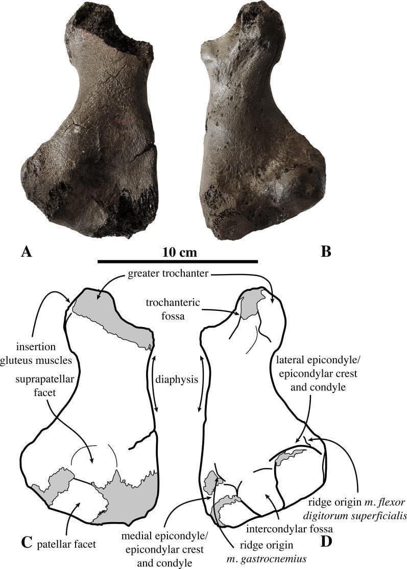Comparative osteological study of a right femur from the fossil pinniped Prophoca rousseaui, presented in four panels (A-D). Panels A and B are high-resolution photographs of the fossilized specimen, while C and D provide corresponding anatomical line drawings with comprehensive labeling. The femur is depicted in anterior (A, C) and posterior (B, D) views. Key anatomical features identified include the proximal end with a prominent greater trochanter and trochanteric fossa, and a robust diaphysis (shaft). The distal portion demonstrates clear diagnostic features including the patellar and suprapatellar facets on the anterior surface, and the intercondylar fossa posteriorly. Muscle attachment sites are specifically indicated, such as the insertion for gluteus muscles and the origin ridges for m. gastrocnemius and m. flexor digitorum superficialis. Medial and lateral epicondyles/epicondylar crests are labeled at the distal extremity. A 10 cm scale bar is included for morphometric reference. This comparison serves as an educational tool for vertebrate paleontology and comparative anatomy, illustrating the morphology of early Phocinae.