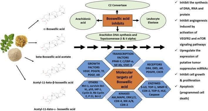 This medical schematic details the pharmacological mechanisms and molecular targets of boswellic acids derived from Boswellia serrata, emphasizing their role in oncology. The diagram is organized into four sections: chemical structures, direct inhibition targets, downstream molecular signaling, and cellular outcomes. On the left, it shows the plant origin and chemical structures of alpha-boswellic acid, beta-boswellic acid acetate, and acetyl-11-keto derivatives. The top center illustrates direct inhibitory action on C2 convertase, arachidonic acid, leukocyte elastase, and DNA synthesis/topoisomerases (I & II alpha). Below this, a central hub categorizes downstream molecular targets into six groups: transcription factors (NF-kB, STAT-3, PPAR-γ), growth factors (VEGF, PDGF), kinases (Akt, MAPK, CDK-2/4), receptors (DR4/5, CXCR), enzymes (5-LO, COX-2, MMP-9), and other apoptotic regulators (p53, Bcl-2, survivin). The right side summarizes the clinical significance: inhibition of DNA/RNA synthesis, suppression of angiogenesis via VEGFR2/mTOR pathways, upregulation of tumor-suppressive miRNAs, and induction of apoptosis. This visual serves as a comprehensive map for understanding the anti-cancer and anti-inflammatory properties of boswellic acid in human cellular pathways.