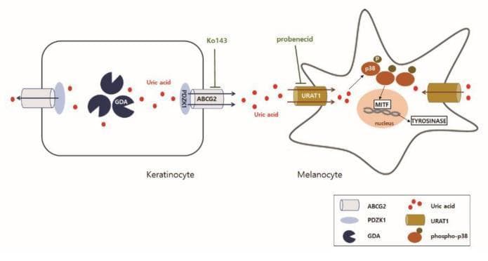 This pathophysiology diagram illustrates the cellular signaling pathway between a keratinocyte and a melanocyte involving Guanine Deaminase (GDA)-induced melanogenesis. In the keratinocyte (left), GDA facilitates the production of uric acid. Uric acid is subsequently exported from the cell via the ABCG2 transporter, which is stabilized by the scaffold protein PDZK1. This export process is inhibited by Ko143. Once in the extracellular space, uric acid is imported into the adjacent melanocyte (right) through the URAT1 transporter, a process inhibited by probenecid. Inside the melanocyte, uric acid triggers the phosphorylation and activation of p38 mitogen-activated protein kinase (MAPK). Phospho-p38 signaling leads to increased expression of Microphthalmia-associated Transcription Factor (MITF) within the nucleus and Tyrosinase in the cytoplasm, ultimately driving melanin synthesis. This schematic highlights the paracrine role of keratinocyte-derived uric acid in promoting skin hyperpigmentation associated with conditions like seborrheic keratosis and photoaging.
