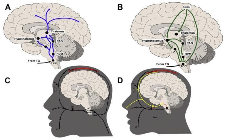 A multi-panel pathophysiology diagram illustrating the ascending and descending neuroanatomical pathways of migraine. Panel A depicts ascending pathways (blue) originating from the trigeminocervical complex (TCC) and projecting to the rostral ventromedial medulla (RVM), locus coeruleus (LC), periaqueductal gray (PAG), hypothalamus, and thalamus, eventually reaching the cortex. Panel B illustrates descending inhibitory and modulatory pathways (green) from the cortex and diencephalic structures (hypothalamus, thalamus, PAG) back to the TCC. Panels C and D provide sagittal head views demonstrating the integration of peripheral and central nervous systems. Panel C highlights the convergence of dural, cervical (C1, C2 via dorsal root ganglia), and trigeminal (V1, V2, V3) afferent inputs at the TCC via the trigeminal ganglion (TG). Panel D shows the trigeminal autonomic reflex interface, including connections between the TG and the sphenopalatine ganglion (SPG), illustrating the parasympathetic arm involved in headache pathophysiology. The schematic emphasizes the TCC as a critical relay center for head and neck nociception.