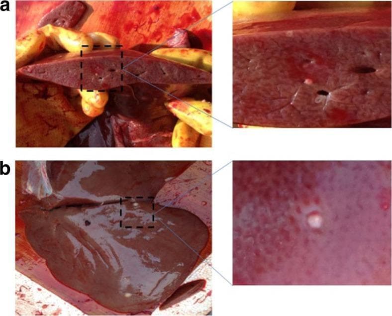 Clinical photograph of a sheep liver infected with Echinococcus granulosus, demonstrating hydatid cysts. Figure A (top) shows a macroscopic cut section of the liver parenchyma, revealing internal hydatid cysts that appear as spherical to irregular voids and whitish lesions embedded within the reddish-brown hepatic tissue. A magnified inset highlights the morphology of these internal cysts. Figure B (bottom) displays the smooth external surface of the liver glissonian capsule, where a solitary, opaque, whitish, and slightly raised hydatid cyst is visible. The image demonstrates the gross pathological presentation of cystic echinococcosis, focusing on the distribution of larval metacestodes both within the organ parenchyma and on the serosal surface. This visual material is used to illustrate zoonotic parasitic infections and the diagnostic identification of larval stages in intermediate hosts for veterinary and comparative pathology education.