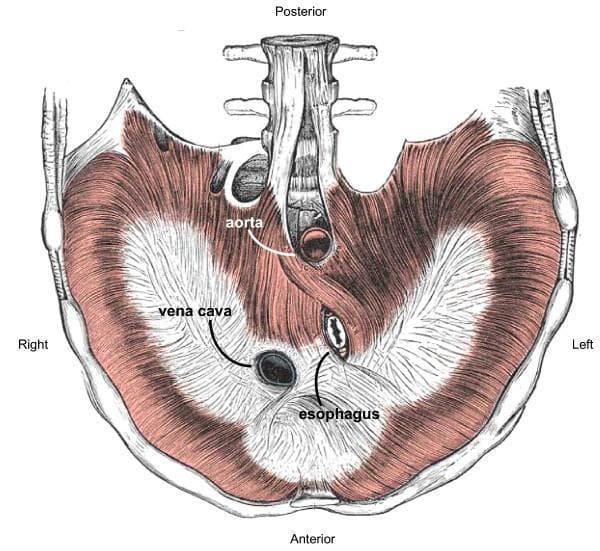 Anatomical diagram of the human diaphragm in a transverse section, viewed from below (inferior aspect from the abdominal cavity). The illustration demonstrates the dual composition of the diaphragm: a peripheral muscular region (appearing as a dark, striated band) and a central, trefoil-shaped non-muscular central tendon. Key hiatal structures are labeled to show their relative positions. The vena cava (caval opening) is located anteriorly and slightly to the right within the central tendon. The esophagus (esophageal hiatus) is situated posteriorly and to the left of the vena cava, surrounded by the muscular fibers of the right crus. The aorta (aortic hiatus) is positioned most posteriorly, passing behind the diaphragm adjacent to the vertebral column. Anatomical landmarks include the spinal column at the posterior margin and the ribs and costal margins laterally and anteriorly. This diagram illustrates the gross structural arrangement and spatial orientation of the major diaphragmatic apertures essential for understanding thoracoabdominal transit and surgical anatomy.