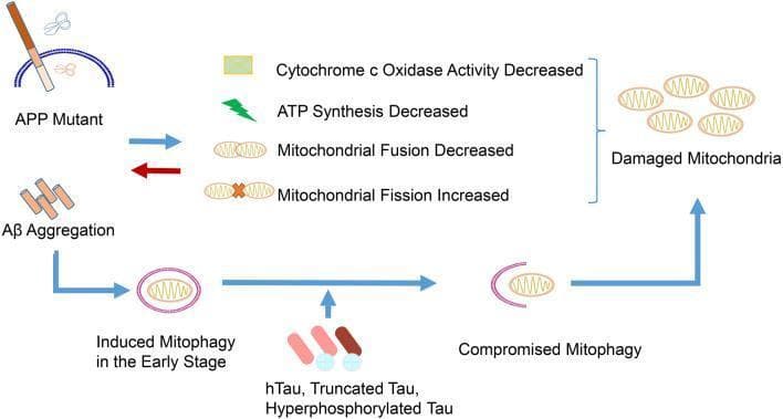 This pathophysiology diagram illustrates the bidirectional relationship between Alzheimer's disease (AD) pathologies and mitochondrial dysfunction. The flowchart begins with APP Mutant and Aβ Aggregation, which trigger a cascade of mitochondrial impairment, including decreased cytochrome c oxidase activity, decreased ATP synthesis, decreased mitochondrial fusion, and increased mitochondrial fission. These factors culminate in the accumulation of 'Damaged Mitochondria.' The diagram depicts a temporal progression of mitophagy: in the early stages, Aβ aggregation triggers 'Induced Mitophagy,' represented by a mitochondrion enclosed in a pink autophagosomal membrane. However, as the disease progresses, the accumulation of Tau variants (hTau, Truncated Tau, and Hyperphosphorylated Tau) interferes with this process, leading to 'Compromised Mitophagy'—visually indicated by an incomplete autophagosomal membrane. This failure in the mitophagic clearance pathway creates a vicious cycle, where uncleared damaged mitochondria further drive Aβ and Tau toxicity, ultimately contributing to neurodegenerative progression.