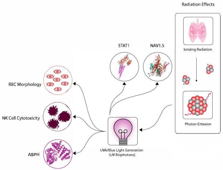 A pathophysiology diagram illustrating the hypothetical pathways linking ionizing radiation exposure to systemic biological effects. The process is divided into two main sections. On the right, a 'Radiation Effects' vertical flow depicts initial ionizing radiation exposure (represented by a lung schematic) leading to photon emission. This is linked to the central node, 'UVA/Blue Light Generation (UV Biophotons)'. From this central node, several signaling pathways diverge to the left, targeting specific molecular and cellular components. These include protein markers STAT1 and NAV1.5 (a voltage-gated sodium channel), and enzymes like ASPH (Aspartate ̠-Hydroxylase), shown as complex protein structures. Further downstream effects are indicated on the far left, highlighting changes in Red Blood Cell (RBC) morphology and Natural Killer (NK) cell cytotoxicity. The diagram uses stylized icons and molecular modeling to explain how low-dose radiation may induce bystander effects or chronic fatigue through biophotonic signaling and subsequent cellular dysfunction.