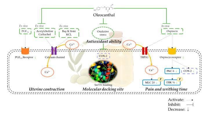This pathophysiology diagram illustrates the molecular mechanism of Oleocanthal (OC) in alleviating primary dysmenorrhea through the inhibition of uterine hyper-contraction and pain. The schematic is divided into three functional domains: ex vivo uterine contraction (left), molecular docking (center), and in vivo pain/writhing (right). On the left, OC is shown inhibiting pathways stimulated by PGF2̡, Acetylcholine, and calcium channel activators (Bay K 8644/KCL), leading to reduced intracellular Ca2+ and uterine contraction. Centrally, the diagram highlights OC's antioxidant ability in reducing oxidative stress and its molecular docking at the Ser531 site of the COX-2 protein, mimicking the binding site of ibuprofen. The right section details the analgesic mechanism where OC inhibits Oxytocin-induced signaling. This results in the downregulation of the Oxytocin receptor, COX-2, and TRPA1-modulated calcium influx. Downstream effects include decreased phosphorylation of PKC̤, ERK 1/2, and MLC 20, collectively leading to reduced uterine contractility and pain perception. The diagram uses standard notation where flat-headed lines indicate inhibition, dashed arrows indicate activation, and downward arrows represent decreased protein expression or activity.